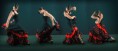 /album/fotos-de-flamenco/flamenco-8cf69bb4-1b96-4f79-a814-0686a5e586ee-jpg1/